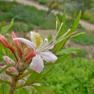 Rhodedendron occidentale