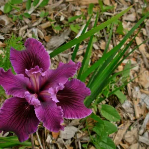 Iris 'Canyon Velvet', SBBG cultivar