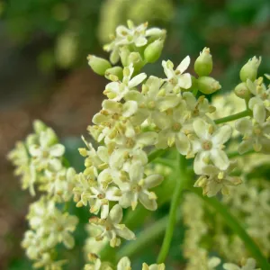 Sambucus mexicana