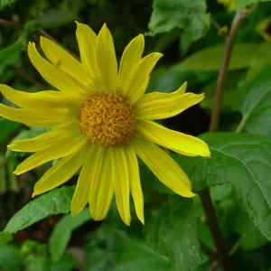 Venegasia carpesioides