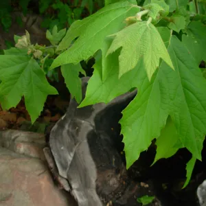 Platanus racemosa leaves, burned out log