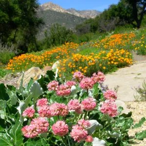 Meadow View, East towards La Cumbre Peak