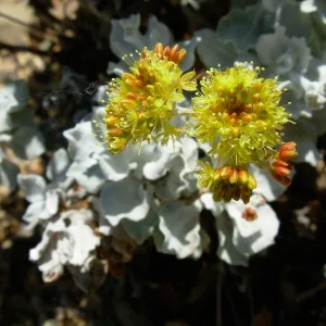 Eriogonum (wild buckwheat) sp.