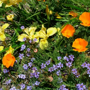 wildflower medley, Meadow
