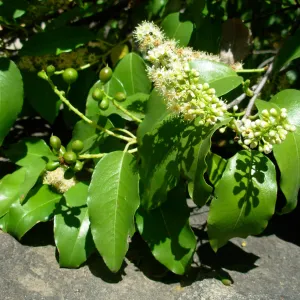 Prunus ilicifolia ssp. lyonii, Home Demonstration Garden, SBBG