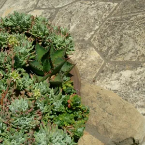 Succulent Garden Pot, Home Demonstration Garden, SBBG