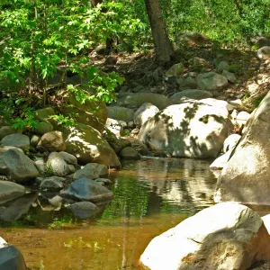 Platanus racemosa, Creek, SBBG