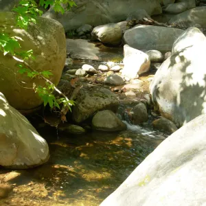 Platanus racemosa, Creek, SBBG
