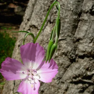 Clarkia bottae, SBBG