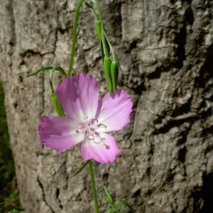 Clarkia bottae, SBBG