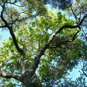 Quercus and Platanus racemosa, Live Oak and Sycamore, Campbell Trail, SBBG