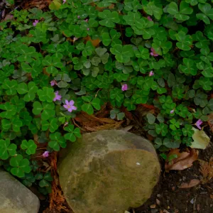 Oxalis oregana , Redwood Section, SBBG