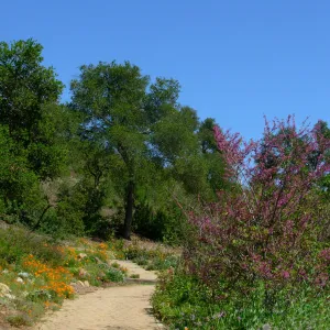Meadow View, paved path, SBBG