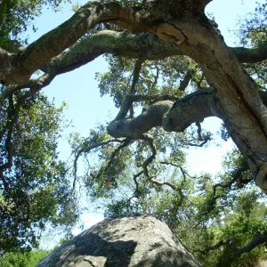 Oak and Rock, Meadow Oaks, SBBG