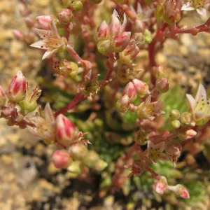 Dudleya anomala, Dudleya Display, SBBG