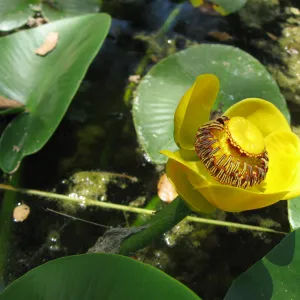 Nuphar polysepala, Meadow Pond, SBBG 