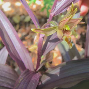 Epipactis gigantea