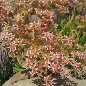 Dudleya viscida in bloom, honey bees, sandstone boulder, shadow