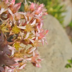 Dudleya viscida in bloom