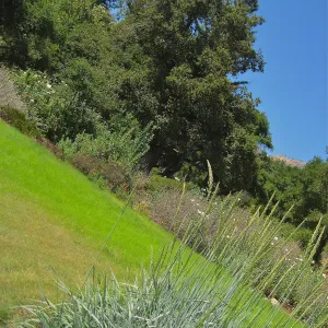 Rock, bunchgrass, oaks, Meadow