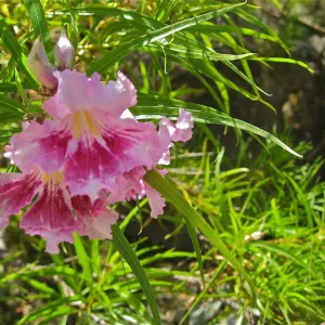Chilopsis linearis