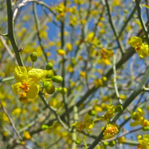 Cercidium flordium