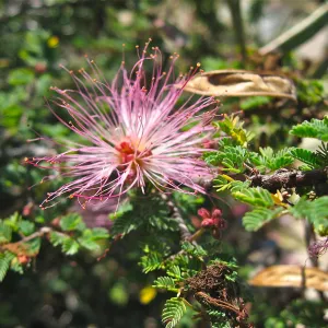Calliandra