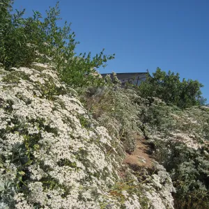 Eriogonum giganteum, Porter Trail, path to the Hort Unit