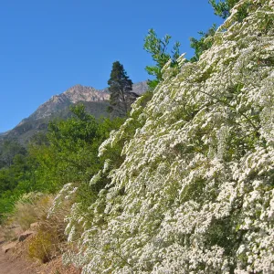 Eriogonum giganteum, La Cumbre Peak, PorterTrail