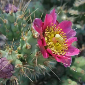 pink cactus flower (Prickly-pear)