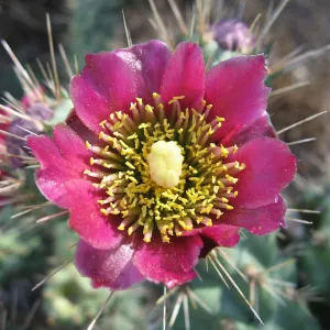 pink cactus flower (Prickly-pear)