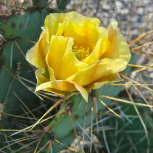 yellow cactus flower, Opuntia