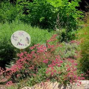 Eriogonum in bloom, pavered path, shadow, Discovery Garden