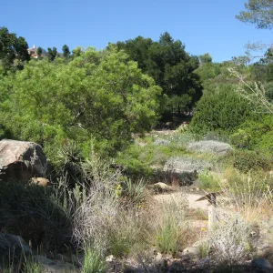 Desert Section