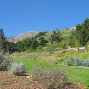 Meadow lawn, view to mountains