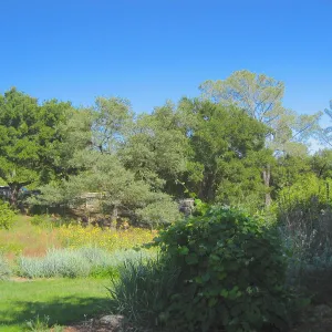 SBBG Meadow, view across to parking lot