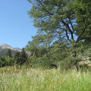 SBBG Meadow, view to La Cumbre Perak