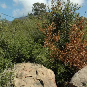 Quercus dumosa, dieback caused by Botryosphaeria