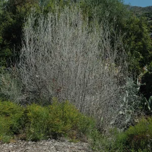 Olive treatment at Quercus dumosa site