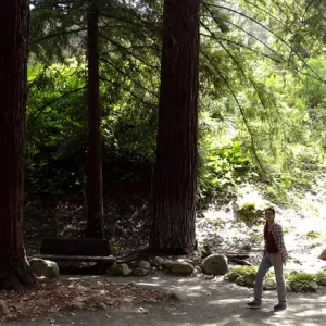 SBBG Redwood Section, panorama