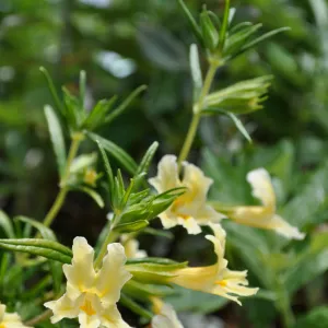 Mimulus aurantiacus