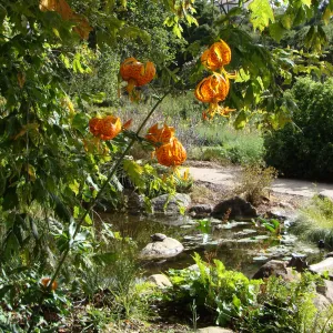 June in the Garden, Lilium humboldtii inflorescence at the Pond