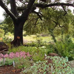 June in the Garden, Orchid Display Garden