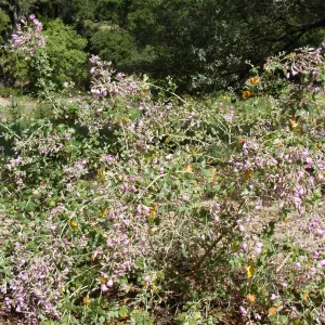 June in the Garden, SBBG Conservation Display Garden, Malacothamnus flowers