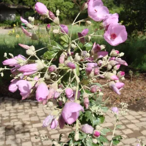 June in the Garden, SBBG Conservation Display Garden, Malacothamnus flowers