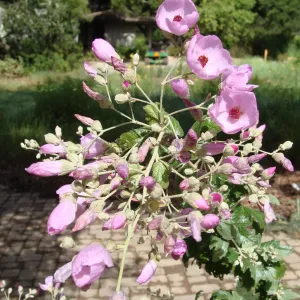 June in the Garden, SBBG Conservation Display Garden, Malacothamnus flowers