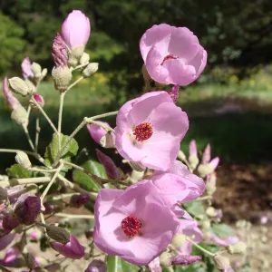June in the Garden, SBBG Conservation Display Garden, Malacothamnus flowers