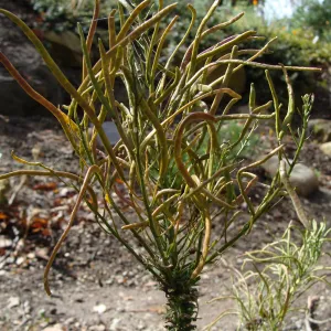 June in the Garden, SBBG Conservation Display Garden, Arabis hoffmannii fruits