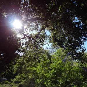 tree line above the Meadow on the Porter Trail, sunlight