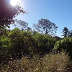 tree line above the Meadow on the Porter Trail, sunlight